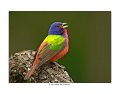 9621 painted bunting